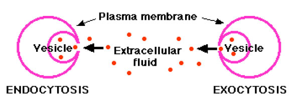 omission of water is called ex-osmosis